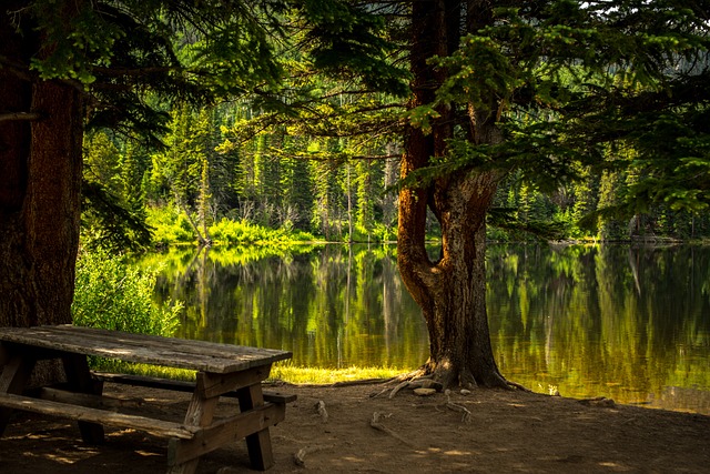 Un arbre près d'un lac