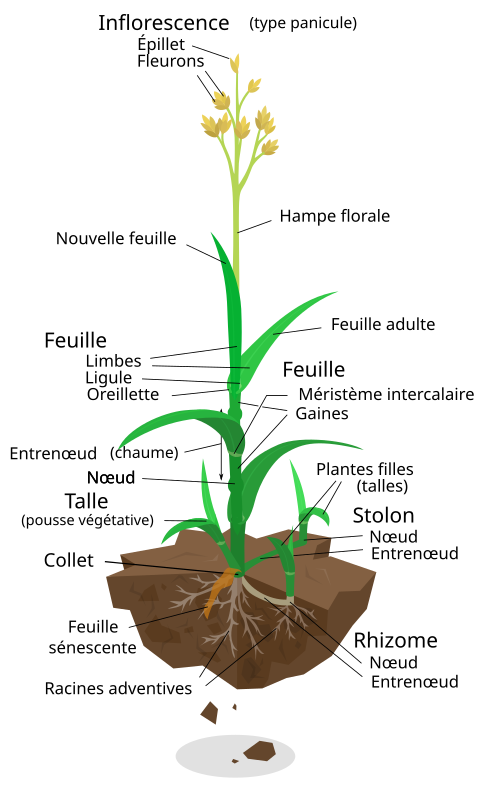 Schéma scientifique d'une plante